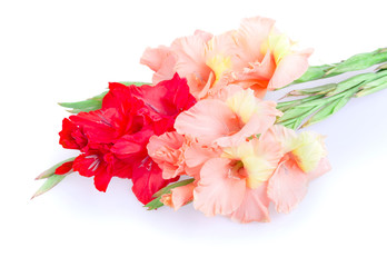 gladiolus flower