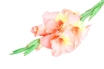 Obraz na płótnie Canvas gladiolus flower