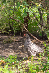 poult summer day walking in the grass