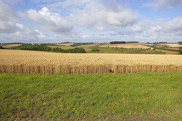 wheat field edge