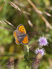 Obraz premium small copper butterfly
