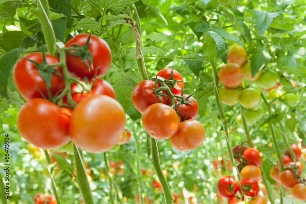 Wall mural tomatoes in the greenhouse