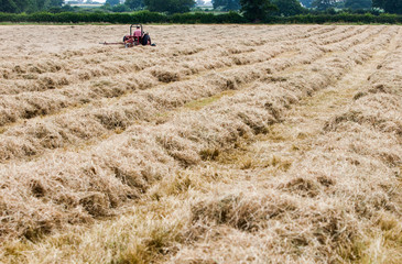 Hay being dried in a Meadow