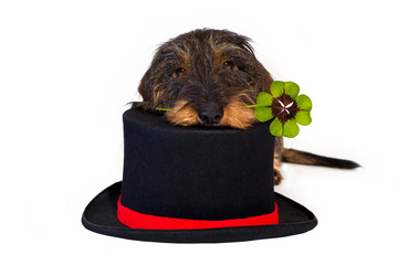 Dackel mit Zylinder, vierbl&auml;ttriges Kleeblatt - four-leaf clover