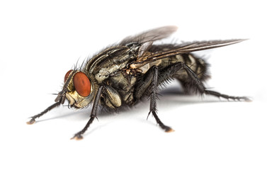 Sarcophaga Flesh Fly