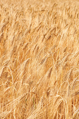 reifes Getreide, Gerste