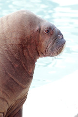 walrus portrait