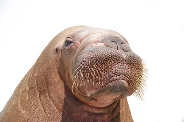Deurstickers Walrus walrus geïsoleerd over wit