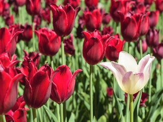 White tulip against red tulips