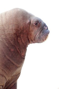 Walrus Portrait Isolated Over White