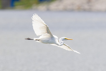 Great Egret (Ardea alba modesta), American subspecies