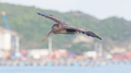 Brown pelican (Pelecanus occidentalis)