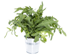 Naklejka premium Isolated Arugula