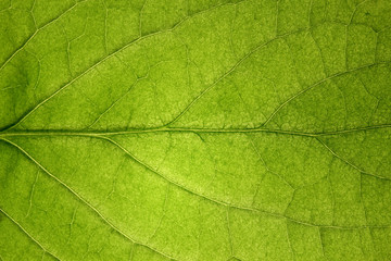 Obraz na płótnie Canvas Macro leaf