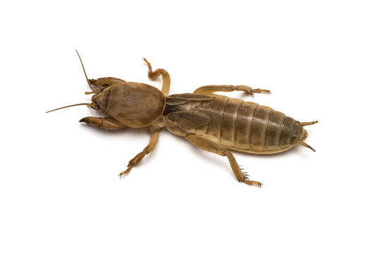 Grillo topo o alacrán cebollero (gryllotalpa) Mole cricket