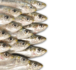 Pescado sobre fondo blanco