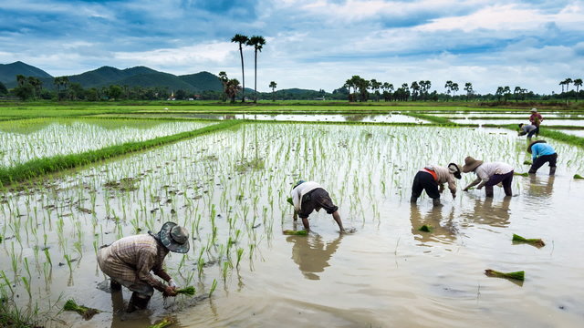 time lapse farmer working plant rice in farm of Thailand