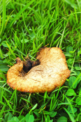Mushroom on green grass.