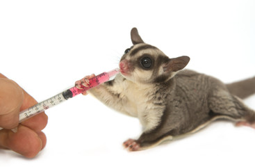 Veterinary is giving the medicine to young sugarglider