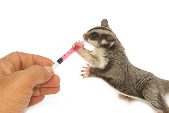 Veterinary is giving the medicine to young sugarglider
