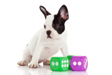 Cute French bulldog puppy on a white background