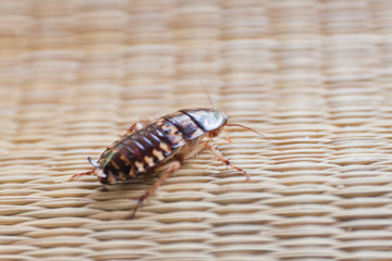 Roach on canvas mat.