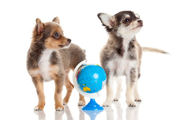 Funny puppy Chihuahua.  puppy with a  globe isolated