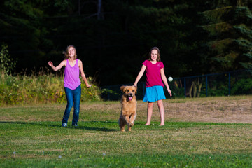 golden retriever chasing ball