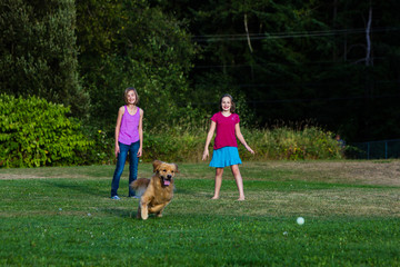 Obraz premium dog chasing ball