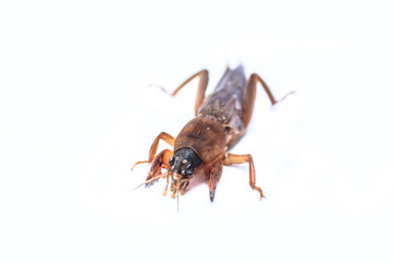 Mole cricket