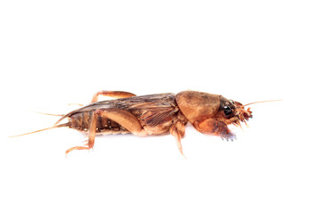 Mole cricket