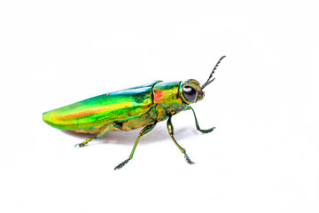 Metallic wood-boring beetle