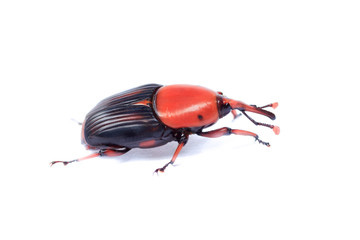 Red palm weevil