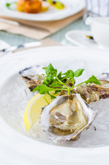 Oysters