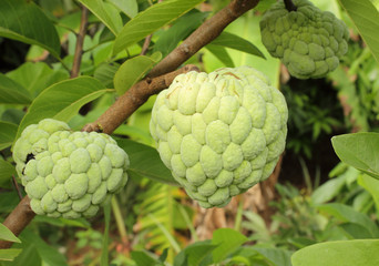 Obraz premium Annona squamosa