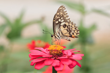butterfly feeding