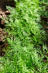Growing dill.