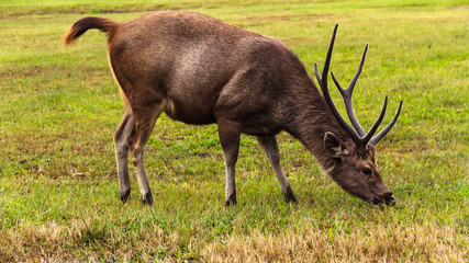 Male Deer .