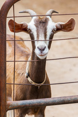Goat in farm