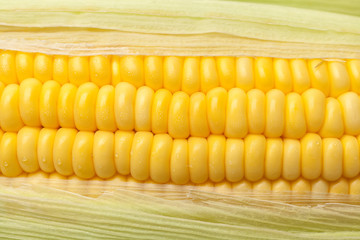 Fresh grains of corn with water droplets