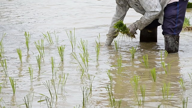 farmer working plant rice in farm of Thailand southeast asia