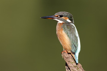 Kingfisher, Alcedo atthis