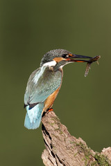 Kingfisher, Alcedo atthis