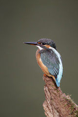 Kingfisher, Alcedo atthis