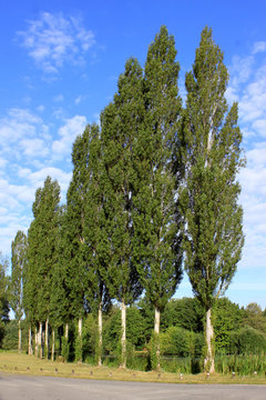 alignement d'arbres
