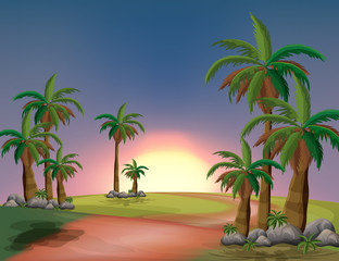 A forest with palm trees