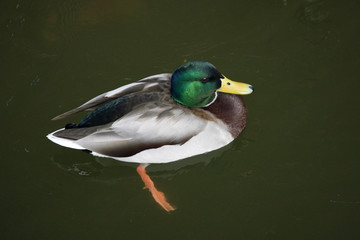 Mallard, Anas platyrhynchos