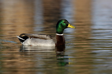 Mallard, Anas platyrhynchos