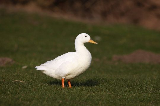 Mallard, Anas platyrhynchos