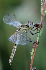 Sympetrum fonscolombii, femmina